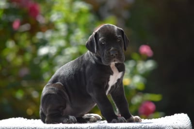 Les chiots de Dogue allemand