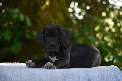 Les chiots de Dogue allemand