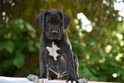 Les chiots de Dogue allemand