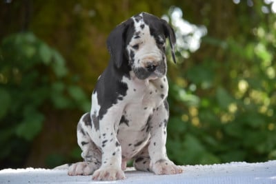 Les chiots de Dogue allemand