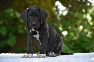 Les chiots de Dogue allemand
