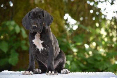 Les chiots de Dogue allemand