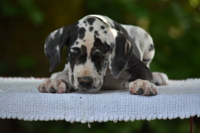 Les chiots de Dogue allemand