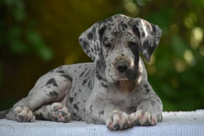 Les chiots de Dogue allemand