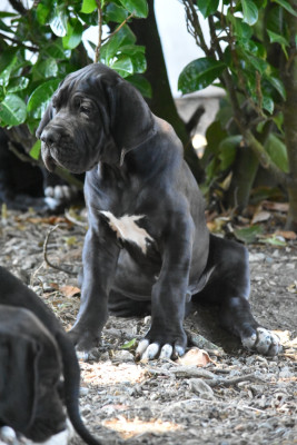 Les chiots de Dogue allemand
