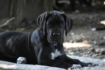 Les chiots de Dogue allemand