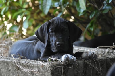 Les chiots de Dogue allemand