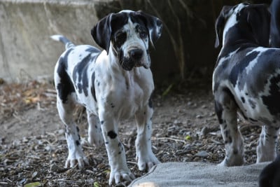 Les chiots de Dogue allemand