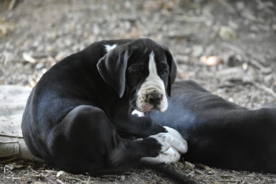 Les chiots de Dogue allemand