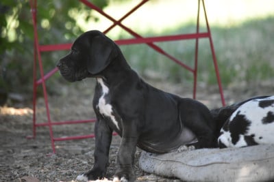 Les chiots de Dogue allemand
