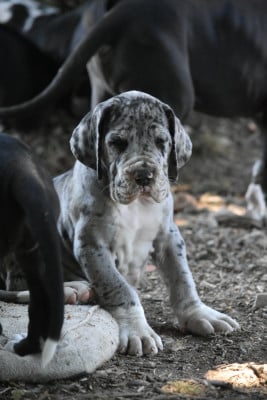 Les chiots de Dogue allemand