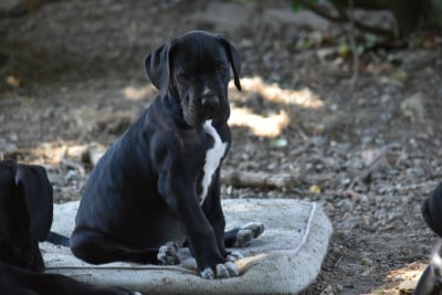 Les chiots de Dogue allemand