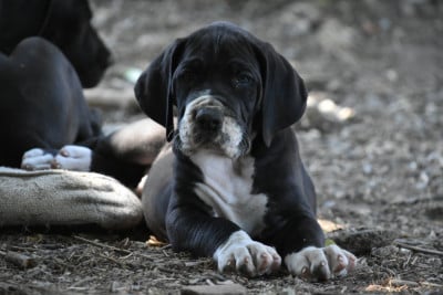 Les chiots de Dogue allemand