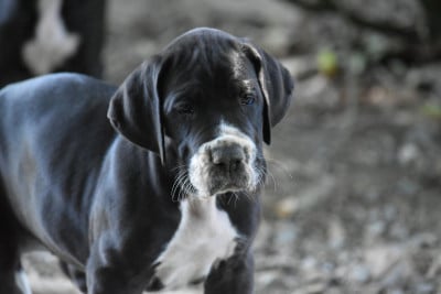 Les chiots de Dogue allemand