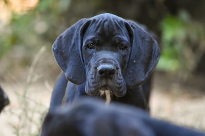 Les chiots de Dogue allemand