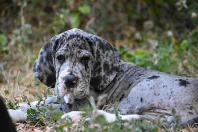 Les chiots de Dogue allemand