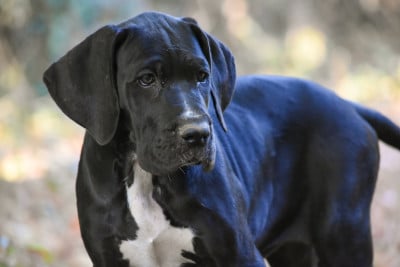 Les chiots de Dogue allemand