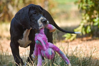 Les chiots de Dogue allemand