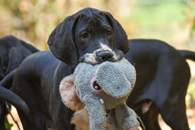 Les chiots de Dogue allemand