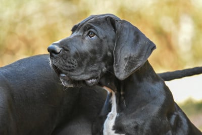 Les chiots de Dogue allemand