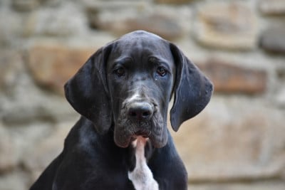 Les chiots de Dogue allemand