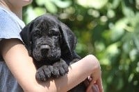 des Ombelles - Dogue allemand - Portée née le 29/06/2018