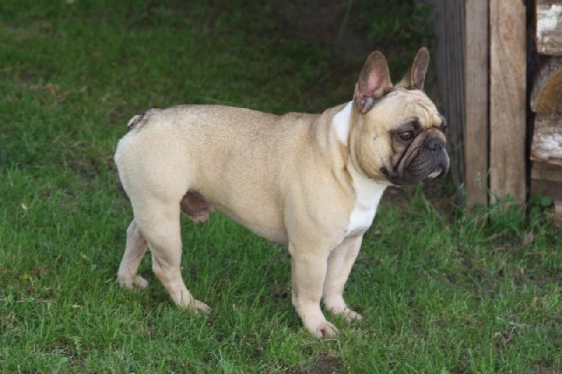 Publication : de Dalton Family Passion Auteur : les daltons