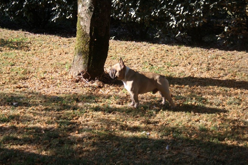 Publication : de Dalton Family Passion Auteur : les daltons