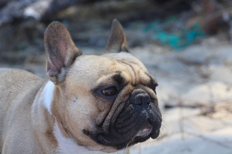 Héraclès de la flamme de chanel (Sans Affixe) - 1 er exc CACS + MEILLEUR DE RACE ET 3eme du groupe