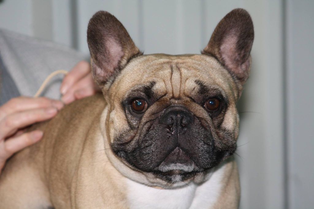 Héraclès de la flamme de chanel (Sans Affixe) - 2 ème excellent ouverte