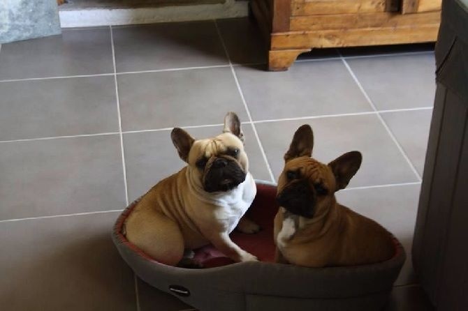 Héraclès de la flamme de chanel (Sans Affixe) - 1 ème excellente intermediaire