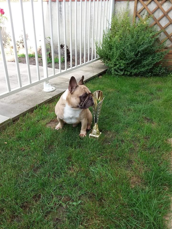 Héraclès de la flamme de chanel (Sans Affixe) - 2ième excellent RCACS