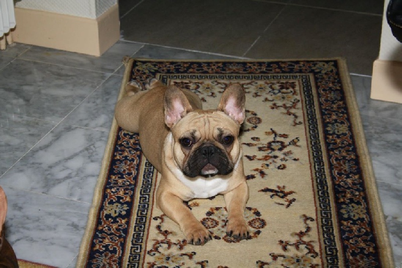 Héraclès de la flamme de chanel (Sans Affixe) - très prometteur meilleur puppy