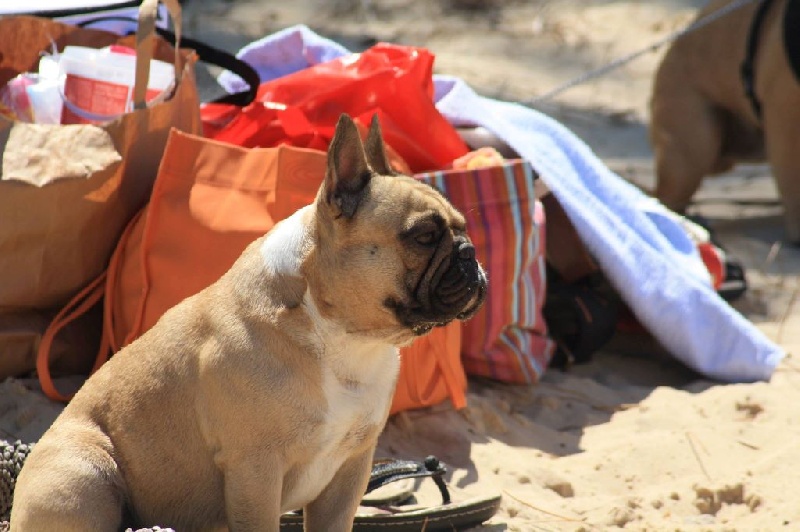 Héraclès de la flamme de chanel (Sans Affixe) - 2 eme excellent inter