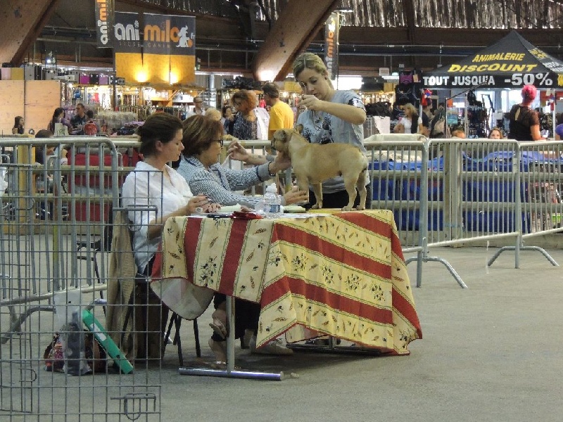 Look me de Dalton Family Passion - 4 ème excellente intermediaire + confirmée