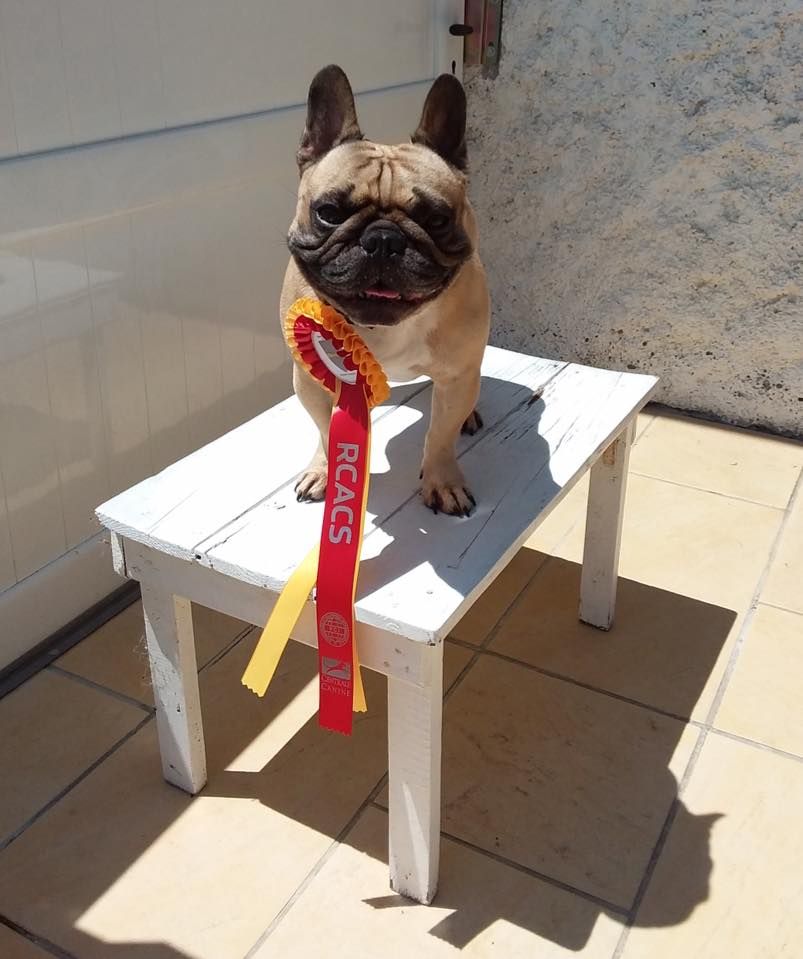 Héraclès de la flamme de chanel (Sans Affixe) - 2e EXCELLENT RCACS