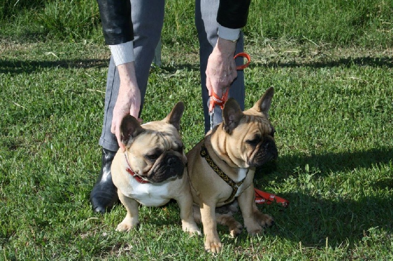 Héraclès de la flamme de chanel (Sans Affixe) - excellent