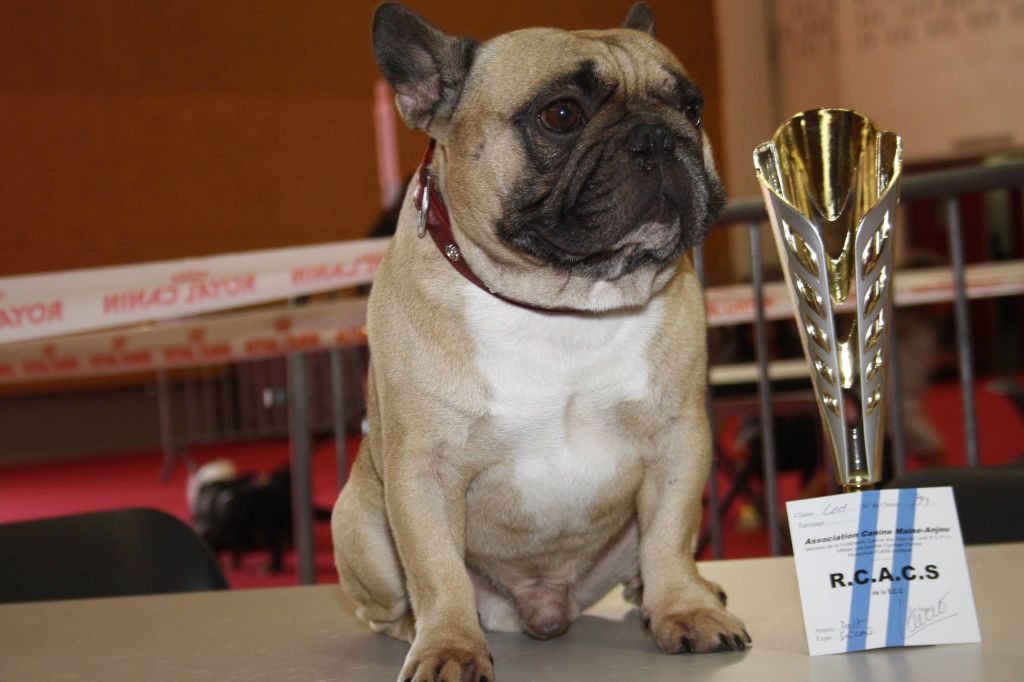 Héraclès de la flamme de chanel (Sans Affixe) - 1er excellent rcacs