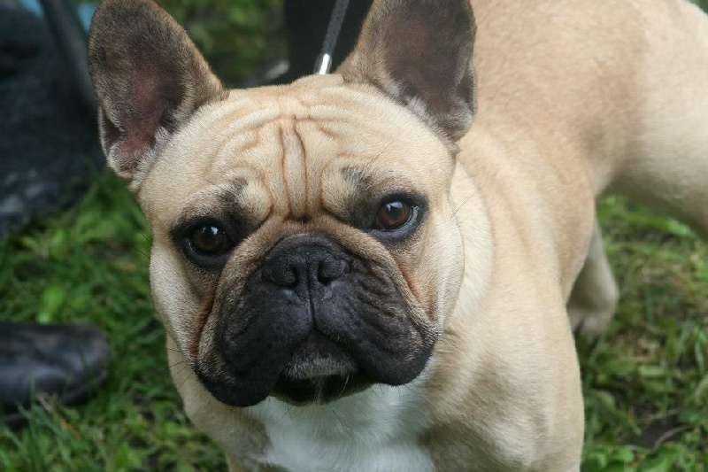 Héraclès de la flamme de chanel (Sans Affixe) - 1 er excellent en classe jeune MEILLEUR JEUNE DE LA RACE