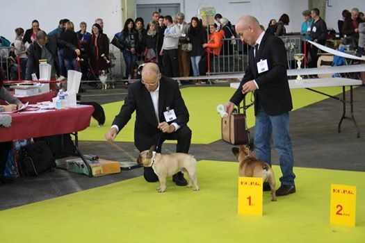 Héraclès de la flamme de chanel (Sans Affixe) - 1 er excellent CACS