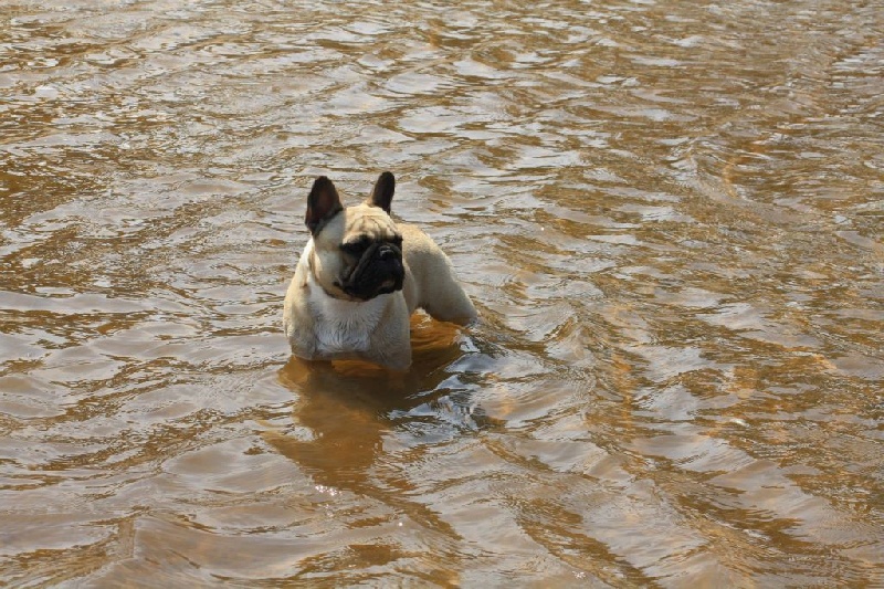 Héraclès de la flamme de chanel (Sans Affixe) - excellent