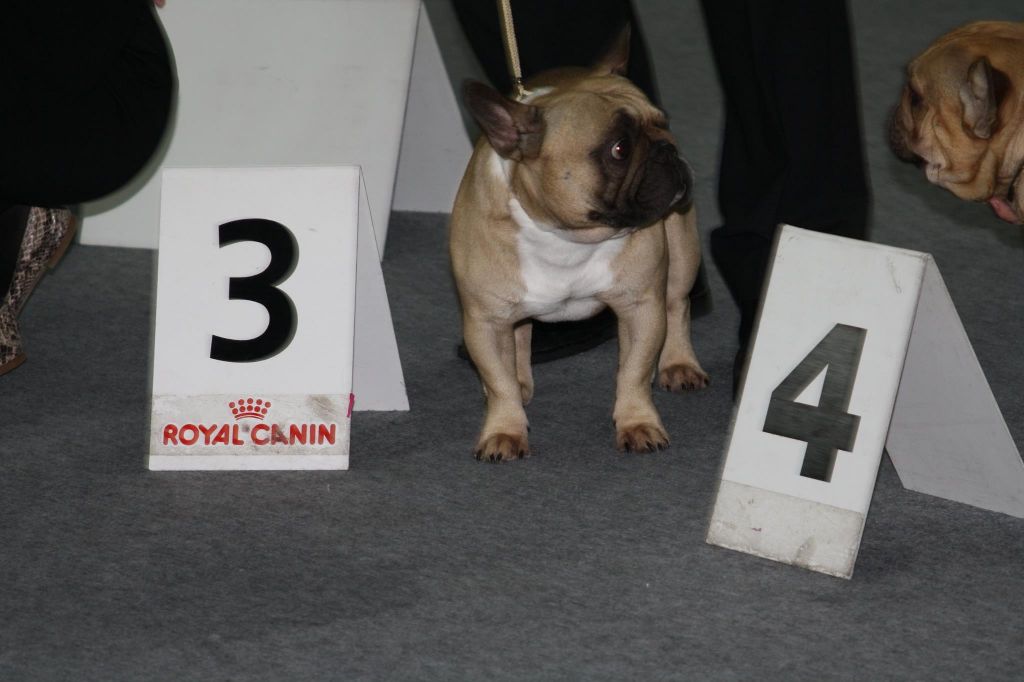 Héraclès de la flamme de chanel (Sans Affixe) - classe ouverte 3 ième excellent .