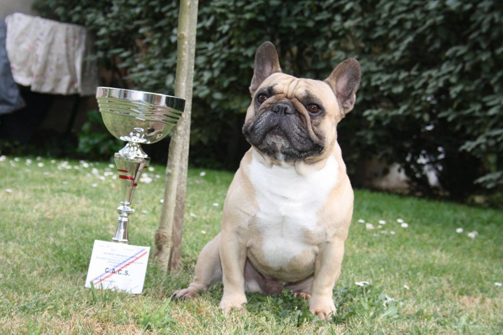 Héraclès de la flamme de chanel (Sans Affixe) - 1er excellent CACS classe ouverte