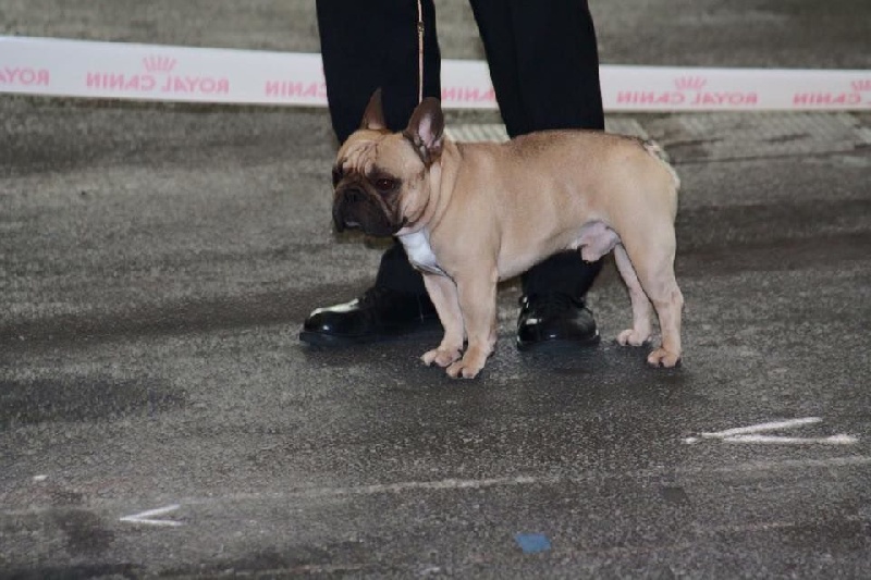 Héraclès de la flamme de chanel (Sans Affixe) - 2 eme excellent ouverte