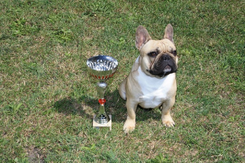 Héraclès de la flamme de chanel (Sans Affixe) - 1 er excellent en classe jeune MEILLEUR JEUNE DE LA RACE
