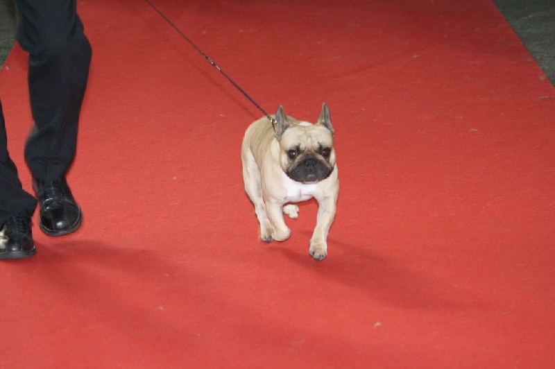 Héraclès de la flamme de chanel (Sans Affixe) - 2 ème excellent ouvert