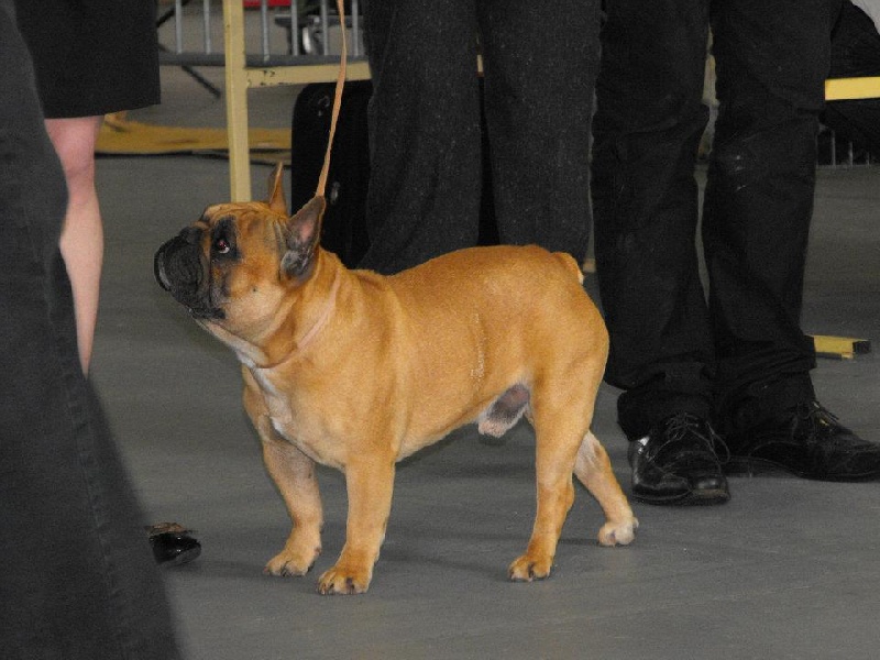 Emir le terrible de Dalton Family Passion - 3 eme excellent ouvert