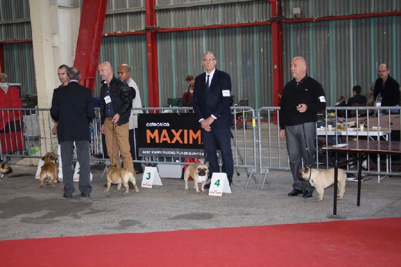 Héraclès de la flamme de chanel (Sans Affixe) - 1 er excellent CACS classe intermediaire