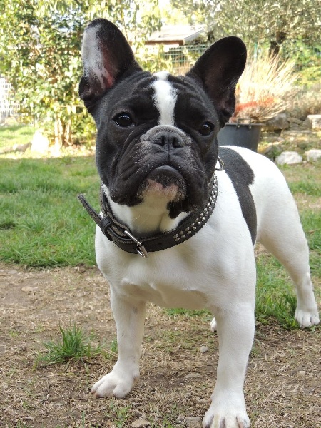 My mnm's de Dalton Family Passion - très prometteuse classe puppy