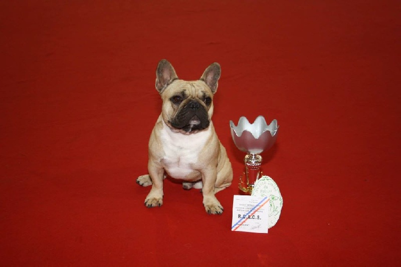 Héraclès de la flamme de chanel (Sans Affixe) - 2 ème excellent intermediaire + RCACS